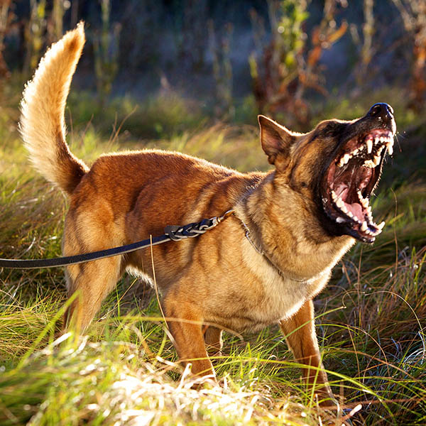 Animal, Dog Attacks, Bites, Scratches - Personal Injury Claim Experts / No Win, No Fee / Accident Claims London