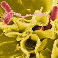 Salmonella Food Poisoning Bacteria